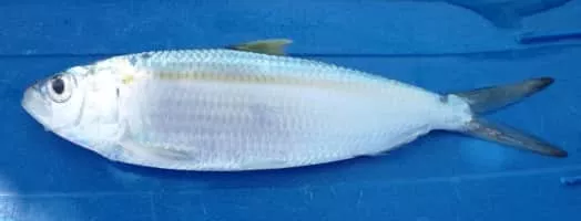 Sardinella maderensis