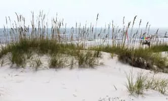 Sea oats - Plants