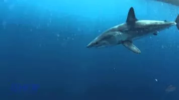 Shortfin mako shark - 