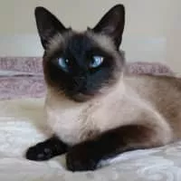 Siamese cat - Cat breed