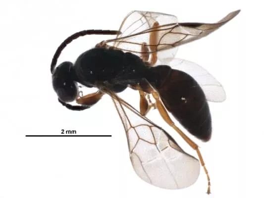 Sierolomorphidae