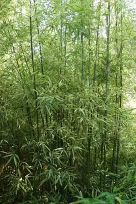 Sinobambusa tootsik - Plants