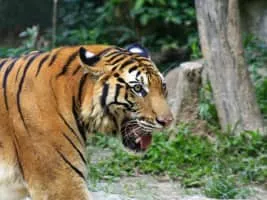 South China tiger - Animal