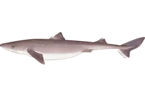 Spiny dogfish - Shark