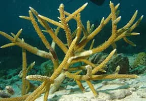 Staghorn coral - Animal