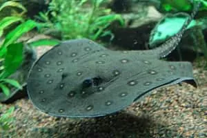 Stingray - Fish