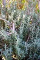 Teucrium marum - Plants