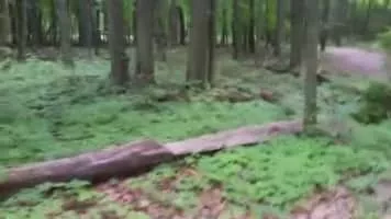 The Fallen Timbers Battlefield and Fort Miamis National Historic Site - 