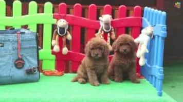 Toy Poodle - Animal