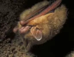 Tricolored bat - 