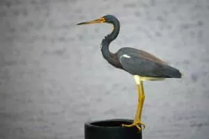 Tricolored heron - Birds