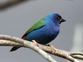 Tricolored parrotfinch - Birds