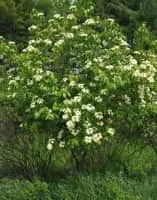 Viburnum lentago - Plants
