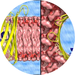 Voltage-dependent anion channel - Protein