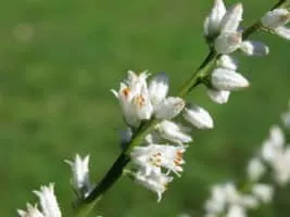 Aletris farinosa - Plants