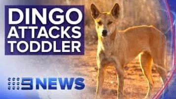 Dingo - Animal