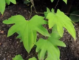Dioscorea japonica - Yam