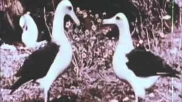 Jay Rosenblatt - American filmmaker