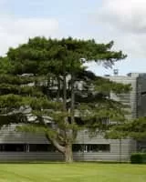 Pinus nigra - Plants