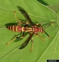 Polistes bellicosus - Insect