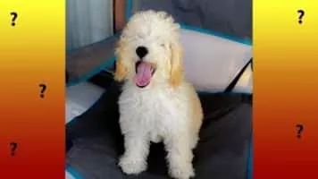 Toy Poodle - Animal