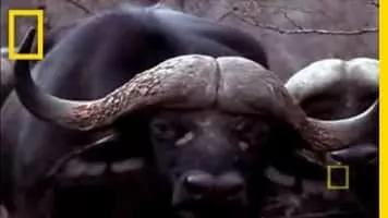 Black mamba - Snakes