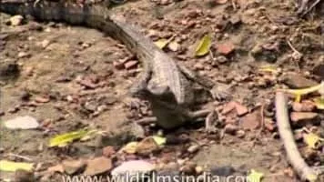 Gharial - Reptile