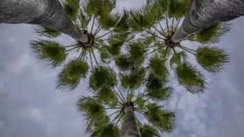 Mark Petrie - New Zealand film composer