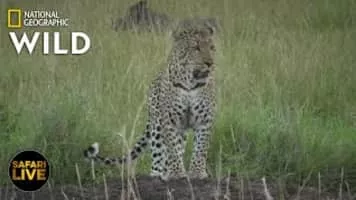 Nat Geo Wild - TV network