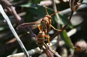 Polistes bellicosus - Insect