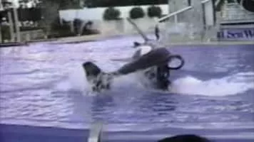 Blackfish - 2013 ‧ Documentary ‧ 1h 30m