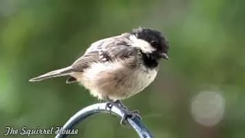 Coal tit - Bird