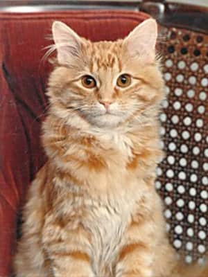 Dewey: The Small-Town Library Cat Who Touched the World - Book by Bret Witter and Vicki Myron
