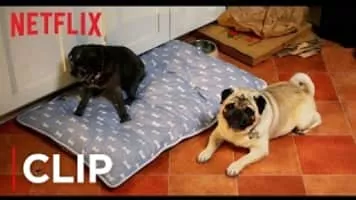 Lady Dynamite - American comedy series