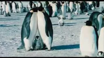 March of the Penguins - 2005 ‧ Family/Documentary ‧ 1h 26m