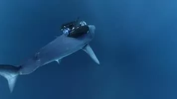 Shortfin mako shark - 