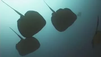 Stingray - Fish