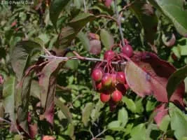 Viburnum lentago - Plants