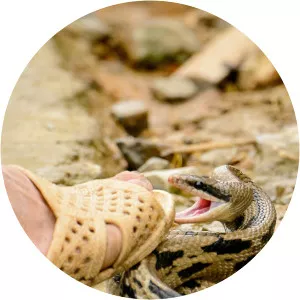 10 Animals That Can Kill YouSince 2021 - TV program