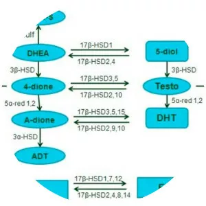 17β-Hydroxysteroid dehydrogenase - 