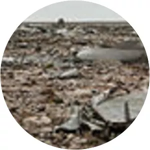 1954 Bjørnøya Consolidated PBY Catalina . . .