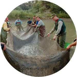 2000 Baia Mare cyanide spill