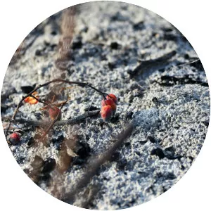 2006 Malegaon bombings - 