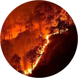 2019 Bandipur forest fires