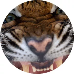 20 Animals That Will Kill You - TV program