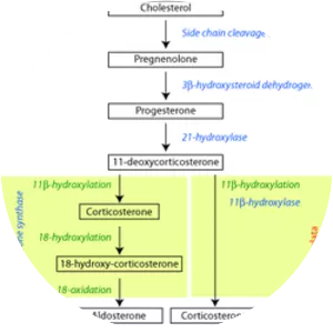 21-Hydroxylase - Protein
