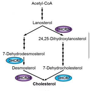 24-Dehydrocholesterol reductase - Protein