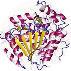 3-hydroxyisobutyryl-CoA hydrolase