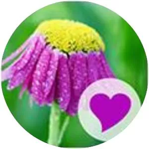 400 Exceptional Words - Video game