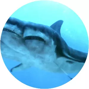 5 Headed Shark Attack